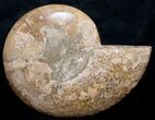 Beautiful Choffaticeras Ammonite - Half #8732-1